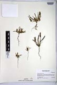 Plantago patagonica image