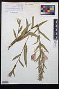 Oenothera elata image