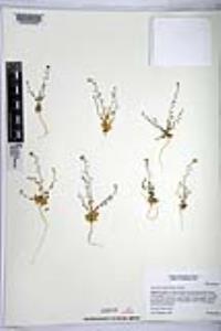 Athysanus pusillus image