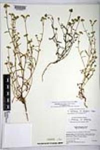 Cryptantha pterocarya image