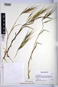 Bromus diandrus image