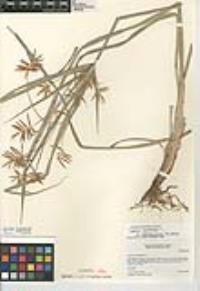 Cyperus esculentus var. leptostachyus image