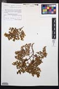 Larrea tridentata image