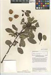 Pyrus communis image