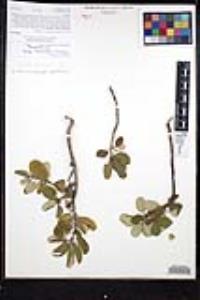 Frangula californica image