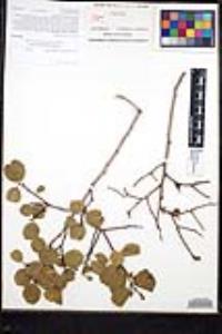 Rhamnus ilicifolia image
