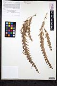 Trichostema lanceolatum image