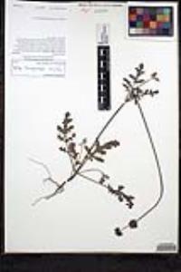 Salvia columbariae image