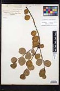 Rhamnus ilicifolia image