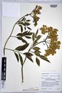 Sambucus cerulea image