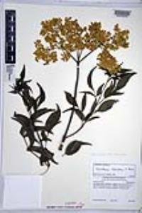 Sambucus nigra subsp. caerulea image