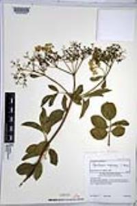 Sambucus cerulea image