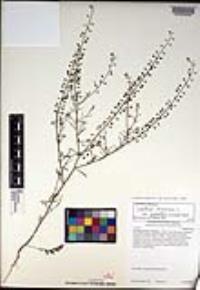 Lepidium virginicum image