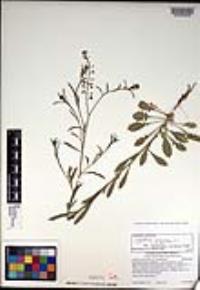 Lepidium virginicum subsp. menziesii image