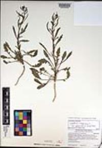 Lepidium virginicum subsp. menziesii image