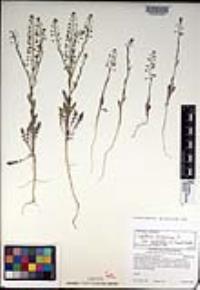 Lepidium virginicum subsp. menziesii image