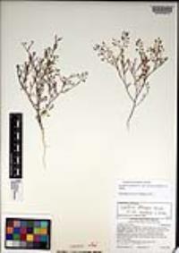 Lepidium virginicum var. robinsonii image