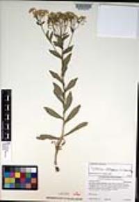 Lepidium chalepense image