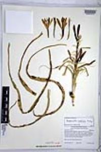 Hesperocallis undulata image