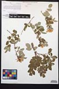 Rosa californica image