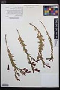 Epilobium canum subsp. latifolium image