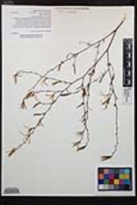 Epilobium brachycarpum image