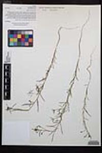 Camissonia strigulosa image