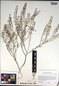 Lepidium virginicum subsp. menziesii image