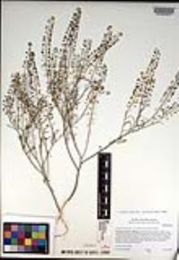 Lepidium virginicum image