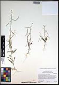 Caulanthus lasiophyllus image