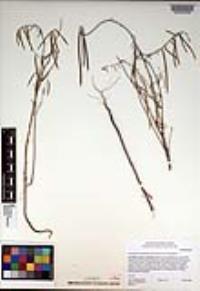 Caulanthus heterophyllus var. heterophyllus image