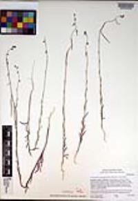 Caulanthus heterophyllus var. heterophyllus image