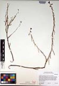 Caulanthus heterophyllus var. heterophyllus image