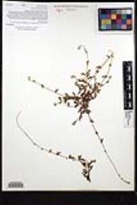 Plagiobothrys collinus var. fulvescens image