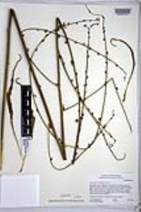 Chlorogalum parviflorum image