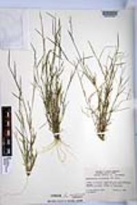 Muhlenbergia microsperma image