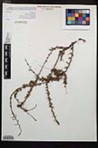 Adenostoma fasciculatum image