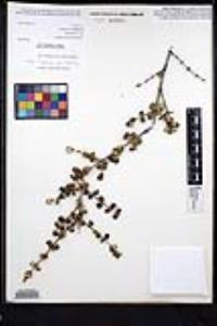 Ceanothus crassifolius image