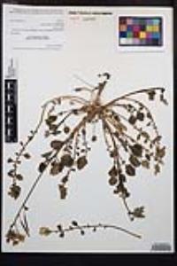 Chylismia claviformis image