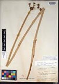Schoenoplectus acutus image