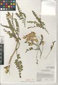 Astragalus oocarpus image