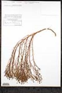 Amblyopappus pusillus image