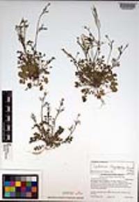 Cardamine oligosperma image