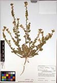 Dithyrea californica image