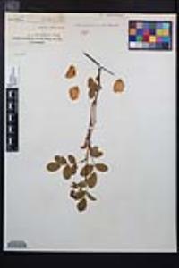 Rosa californica image