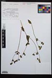 Drymocallis glandulosa var. reflexa image