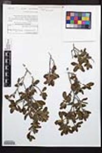 Cercocarpus minutiflorus image