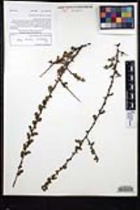 Rhamnus crocea image