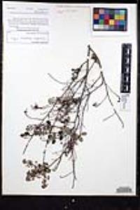 Ceanothus tomentosus var. olivaceus image