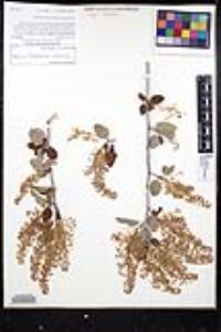 Ceanothus leucodermis image
